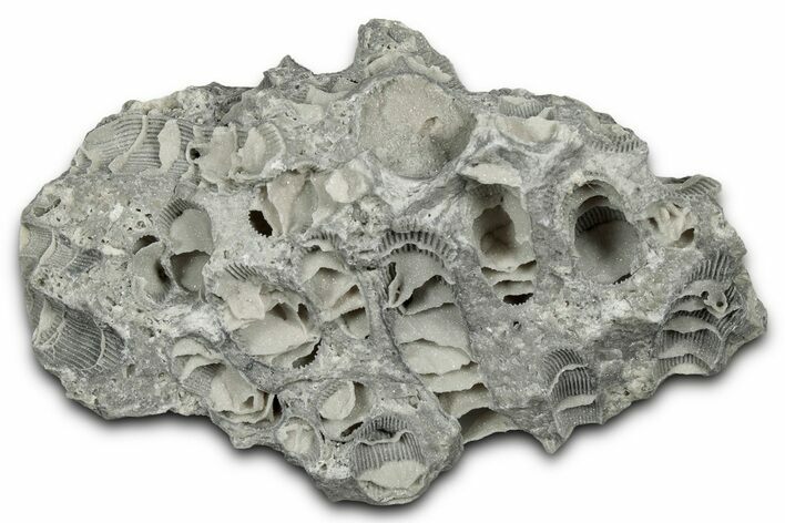 Silurian Dolostone w/ Sparkling Fossil Coral (Fletcheria) - Ohio #346088